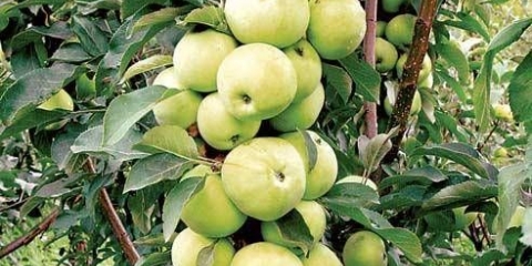 Kako orezati stubasto stablo jabuke u jesen